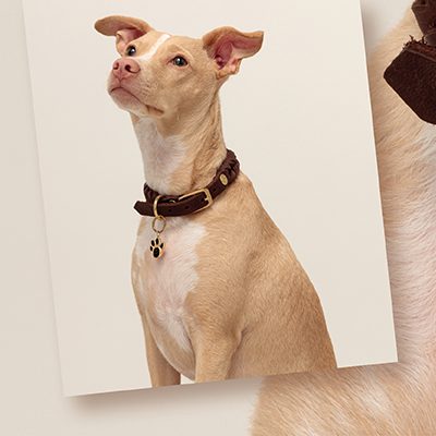 Magnetkraft für Tiere Helle Hündin mit rötlichem Fell und braunem Halsband, sitzt aufmerksam mit erhobenem Kopf.